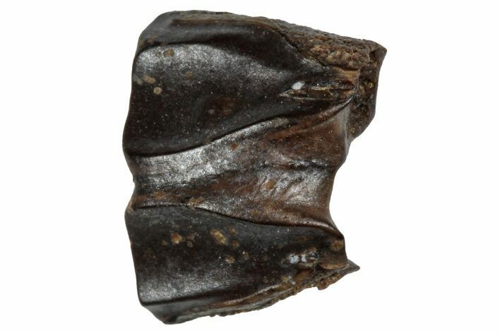 Fossil Hadrosaur (Edmontosaurus) Shed Tooth - Wyoming #288153